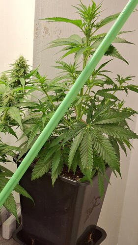 Growreport Bild 279