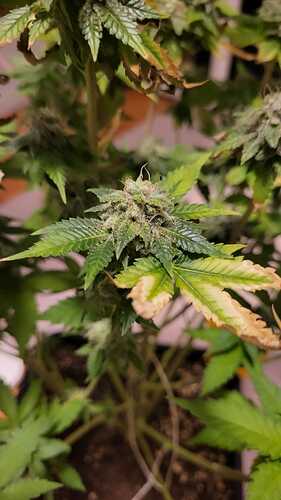 Growreport Bild 18