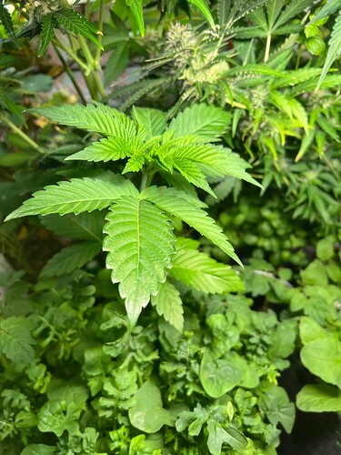 Growreport Bild 5
