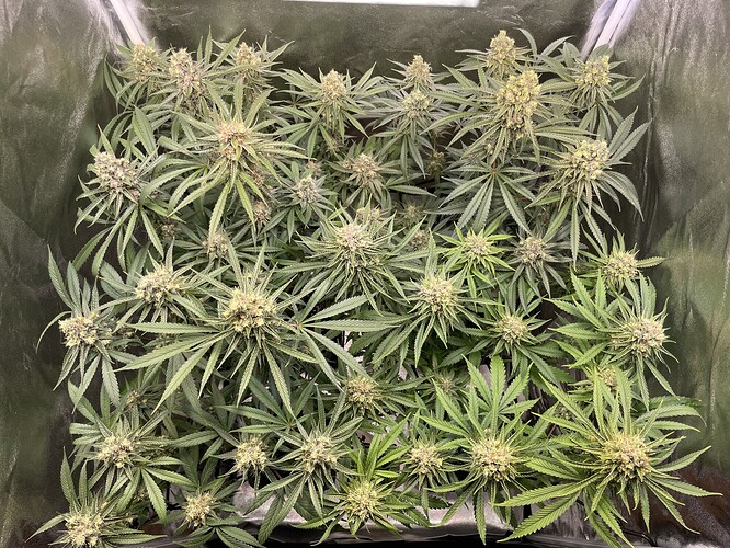 Growreport Bild 9