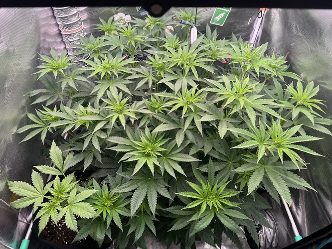 Growreport Bild 17