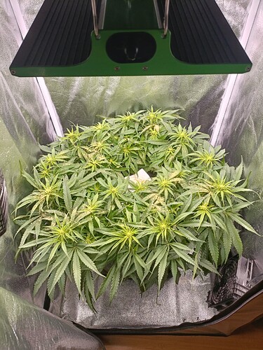 Growreport Bild 3