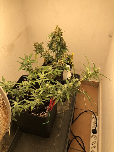Growreport Bild 2