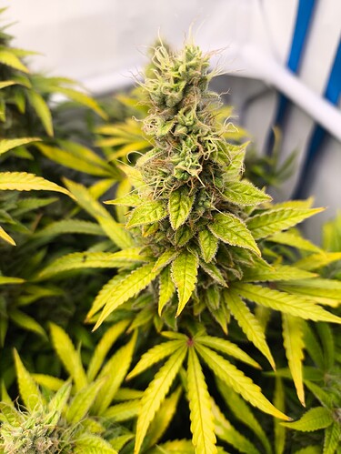 Growreport Bild 2