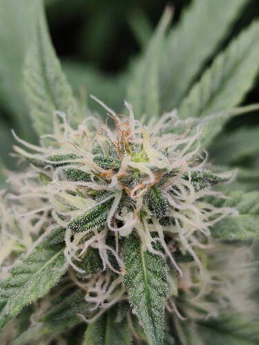 17450957954833411447555074092664