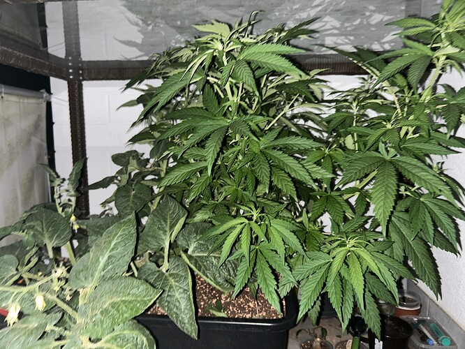 Growreport Bild 2