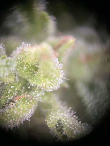 Growreport Bild 30