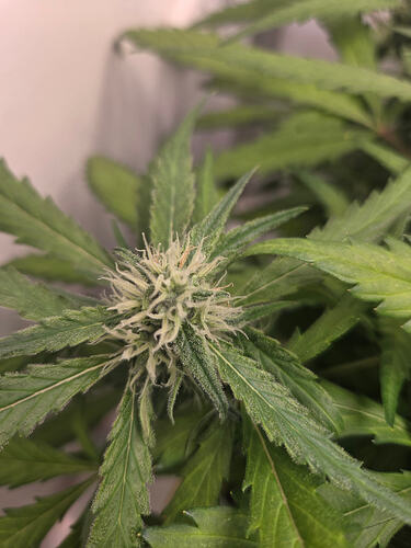 Nahaufnahme eines jungen Cannabis-Buds in der frühen Blütephase mit weißen Stigmen.