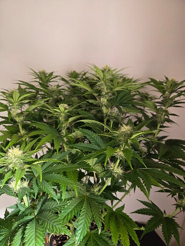 Growreport Bild 8