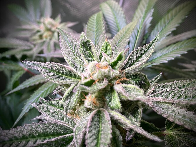 Growreport Bild 5