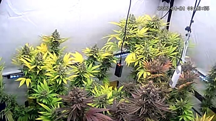 icam365Screenshot20250424001856954