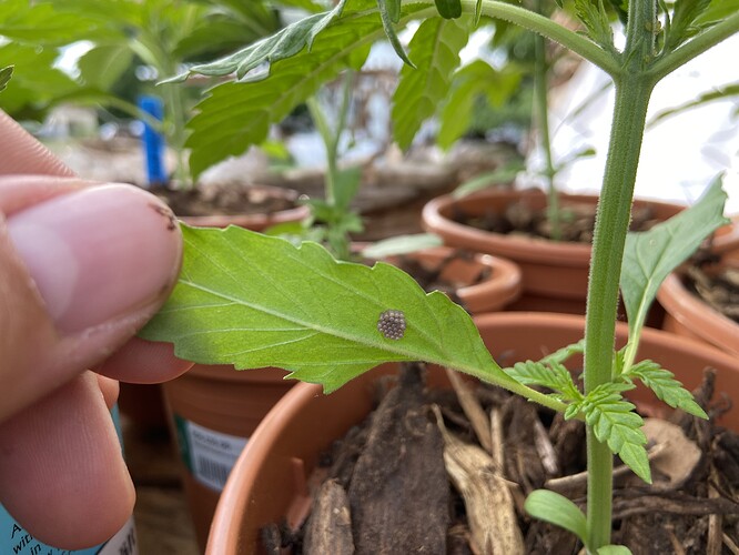 Growreport Bild 6