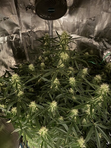 Growreport Bild 13