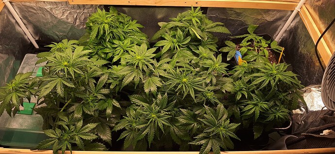 Growreport Bild 3