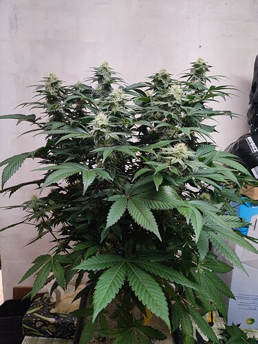 Growreport Bild 87