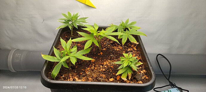 IMG_20240720_121053_741