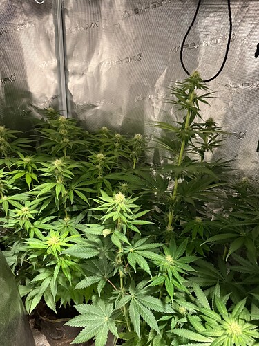 Growreport Bild 2