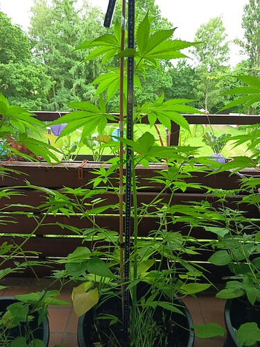 Growreport Bild 13