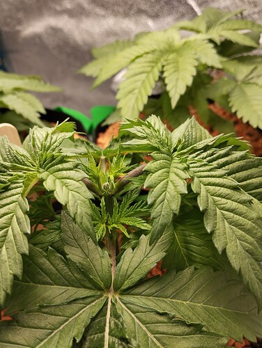 IMG_20241209_202934 - Kopie