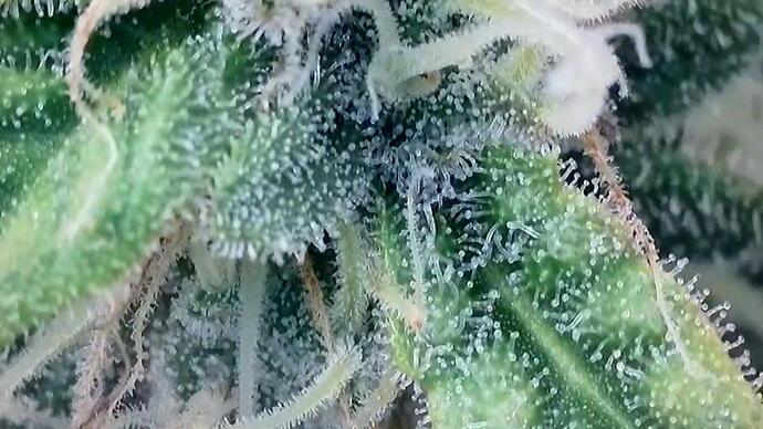 Growreport Bild 6