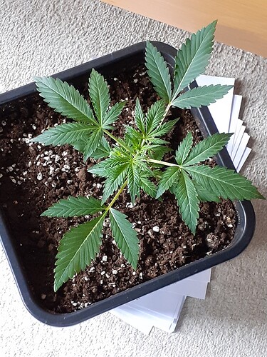 Growreport Bild 99