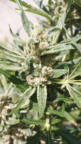 Growreport Bild 6