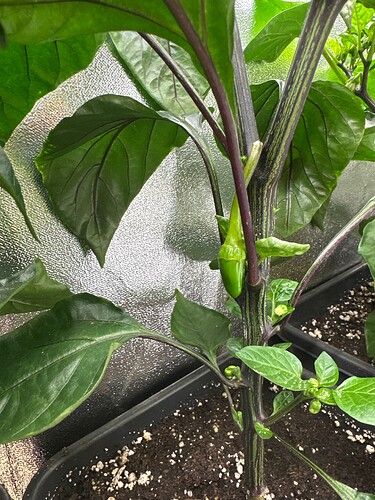 Growreport Bild 37