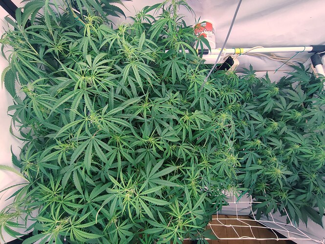 Growreport Bild 7