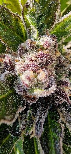 Growreport Bild 5