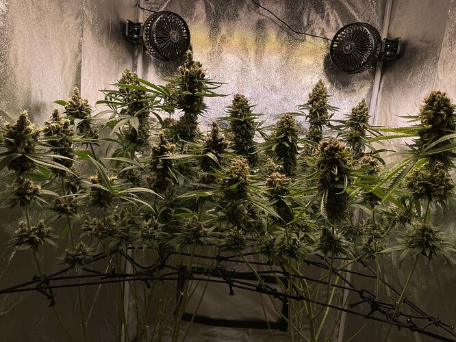 Growreport Bild 2
