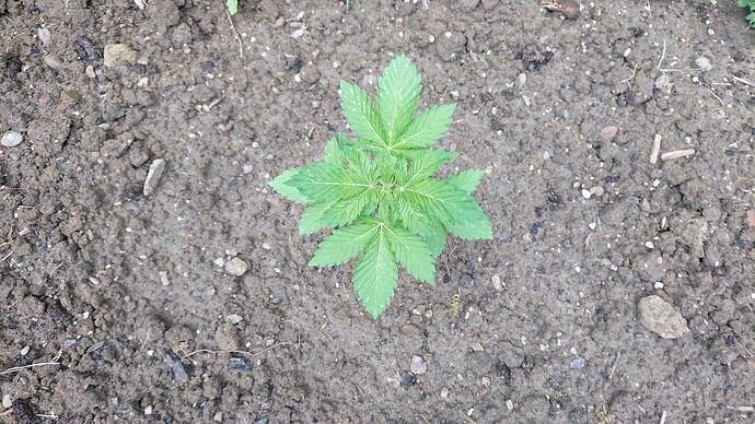 Growreport Bild 21