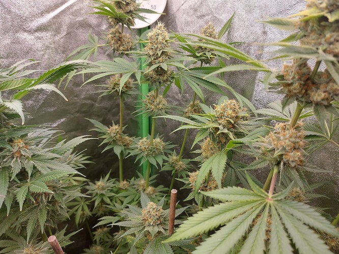 Growreport Bild 13