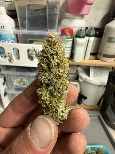 Growreport Bild 37
