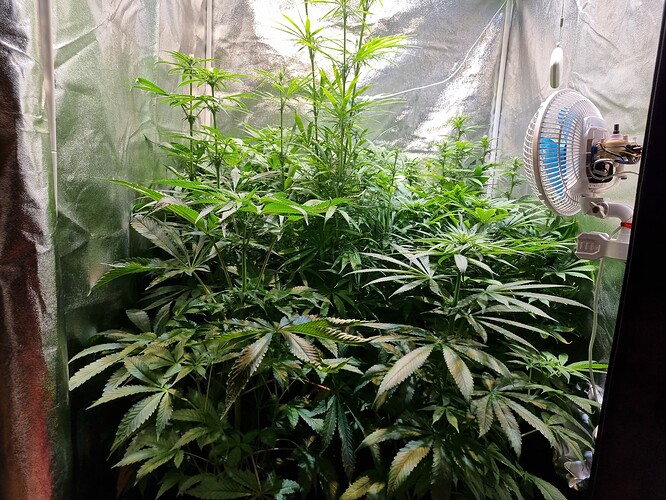 Mehrere Cannabis-Pflanzen in der Wachstumsphase in einer Growbox, eine davon mit sichtbaren Anzeichen von Nährstoffmangel, ein Ventilator ist an der Seite montiert.