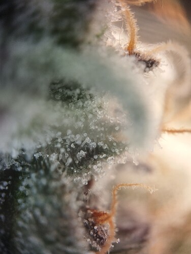 Growreport Bild 24