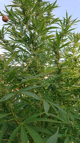 Growreport Bild 75