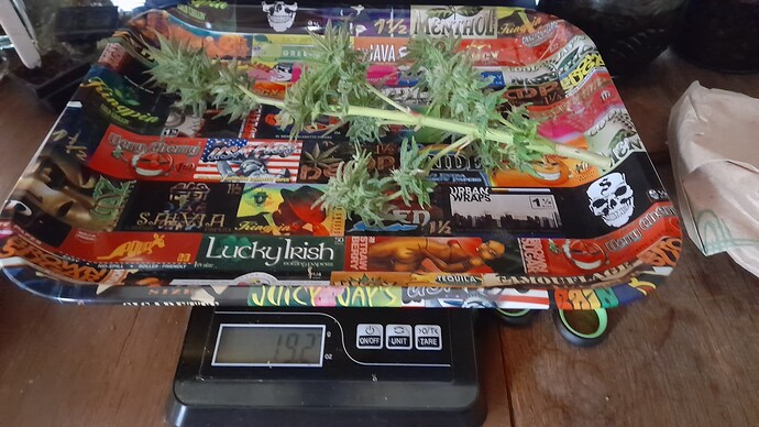 Growreport Bild 23