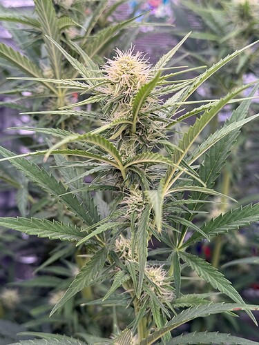 Growreport Bild 14