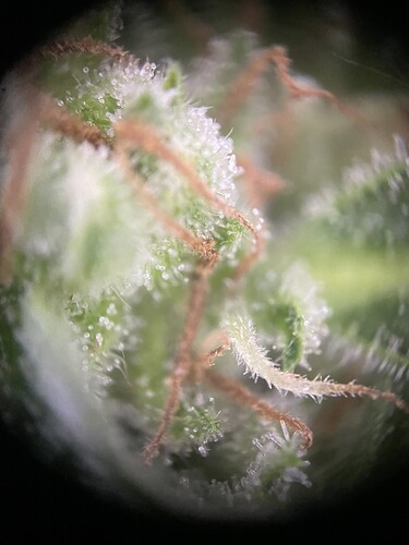 Growreport Bild 3