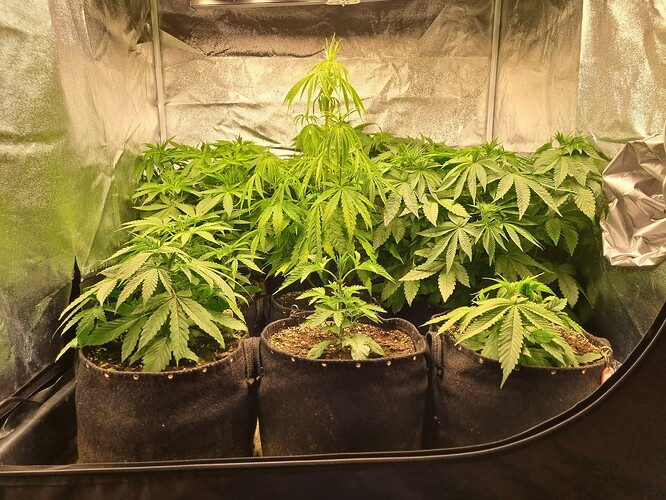 Mehrere junge Cannabispflanzen in Vlies-Töpfen wachsen in einem Zelt unter Kunstlicht. Eine Pflanze in der Mitte ist deutlich größer als die anderen.