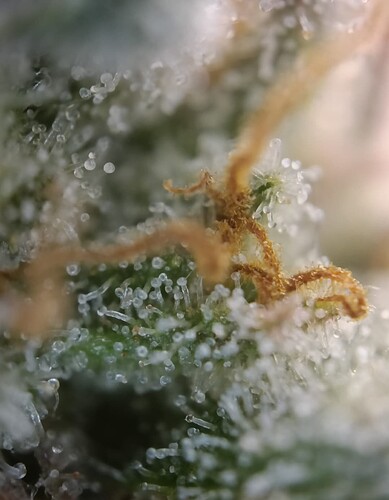 Growreport Bild 6