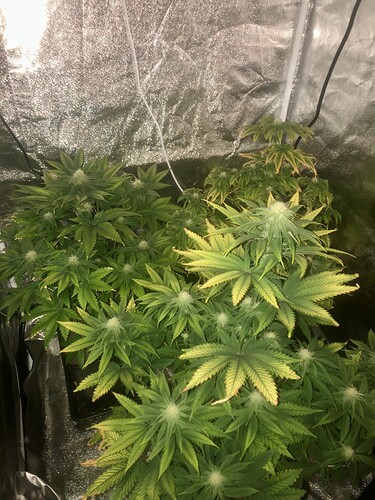 Growreport Bild 2