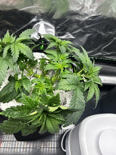Growreport Bild 30
