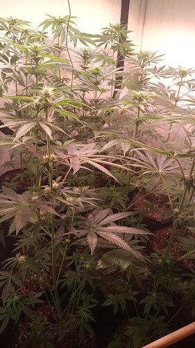 Growreport Bild 53