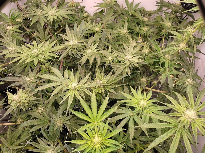 Growreport Bild 17