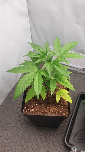 Growreport Bild 2