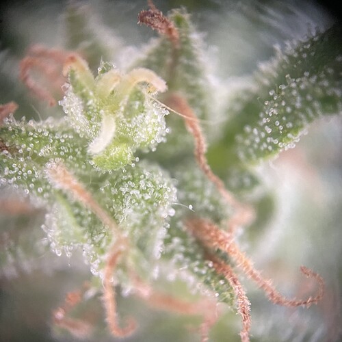 Growreport Bild 30