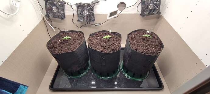 Growreport Bild 28