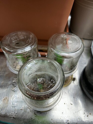 Growreport Bild 33