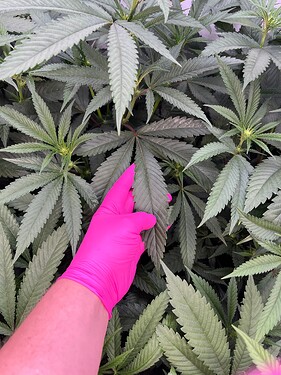 Growreport Bild 9